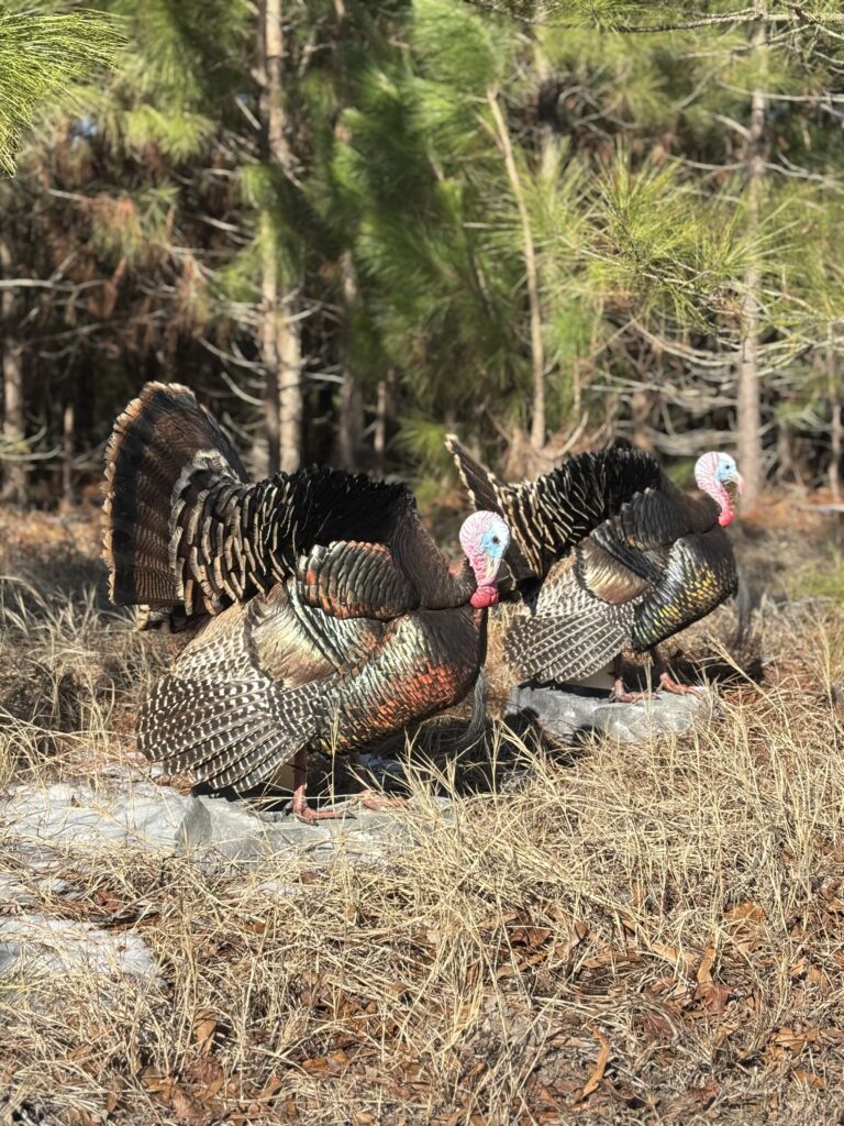 two turkey mounts displayed side by side in a field