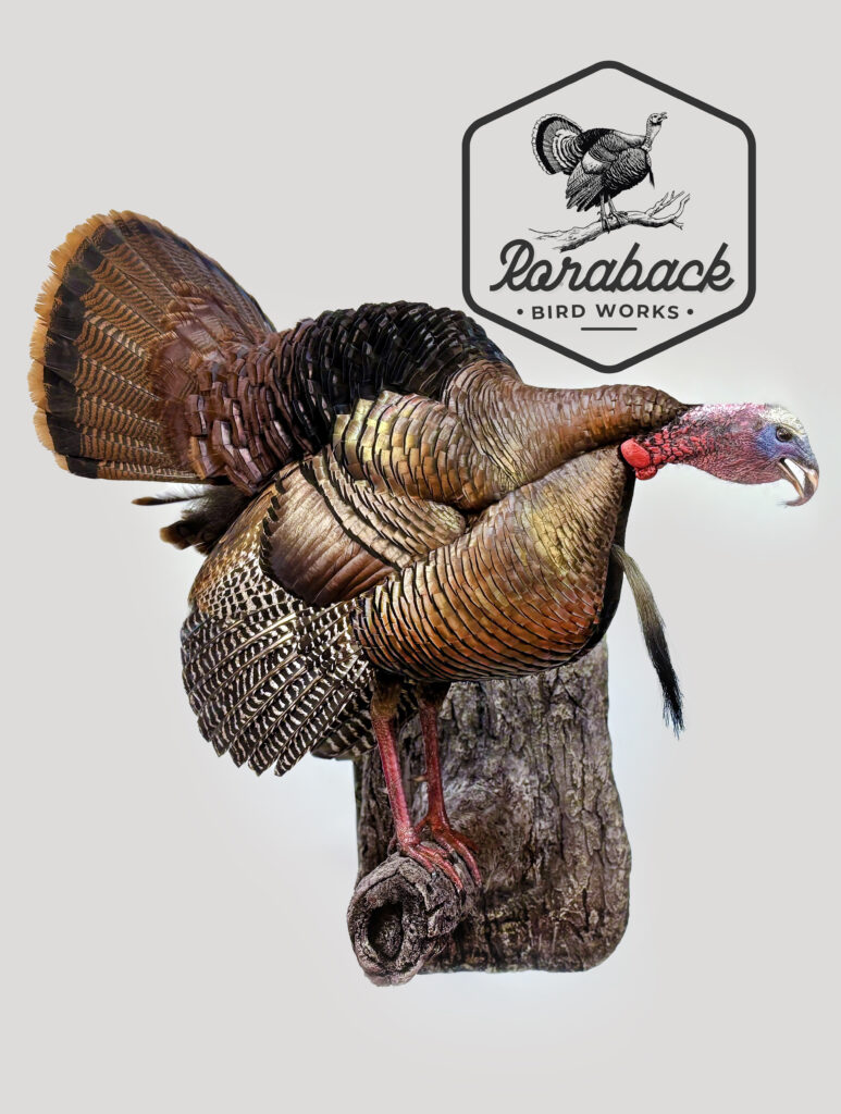 gobbling turkey mount