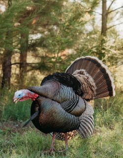 turkey mount in woods