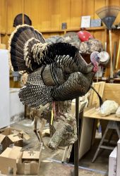 turkey mount being finished