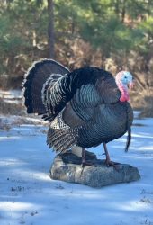 turkey mount in the snow