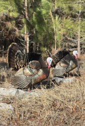 two turkey mounts displayed side by side in a field