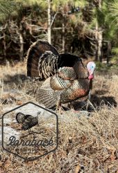 turkey mount in field