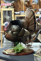 turkey mount in workshop