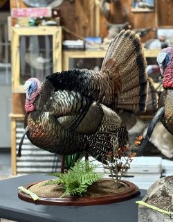 turkey mount in workshop