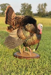 turkey mount in grassy field