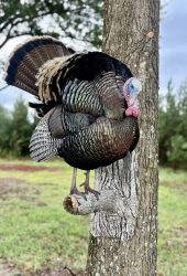 turkey mount perched on tree limb