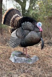 full strut turkey mount