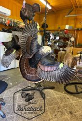 flying turkey mount being finished in shop