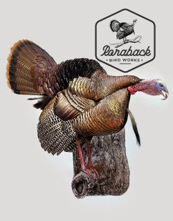 gobbling turkey mount
