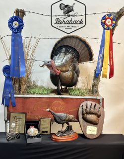 texas and oklahoma state champion turkey mount