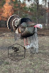 turkey mount on stump