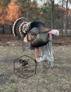 turkey mount on stump